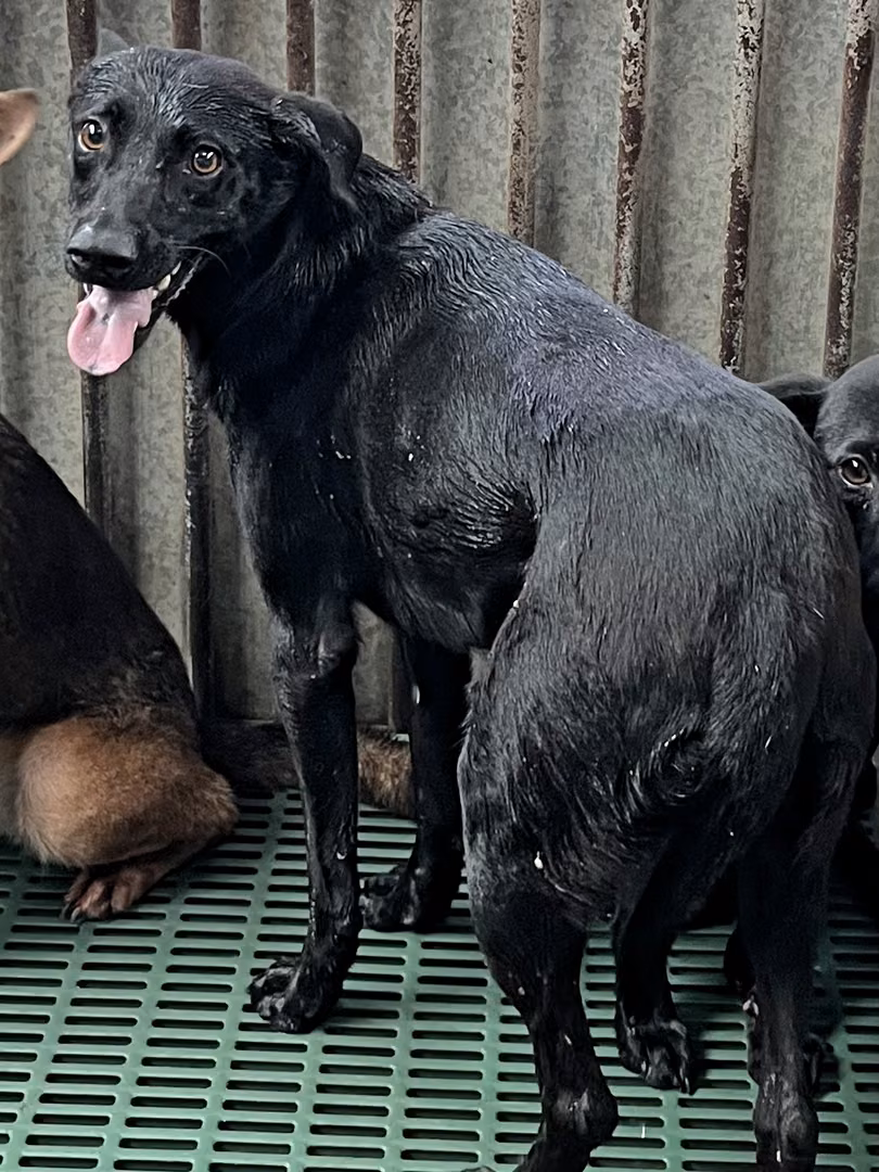 The dog, from the shelter's listing