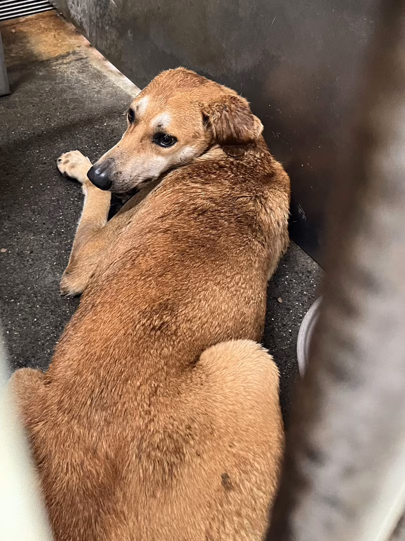 The dog, from the shelter's listing