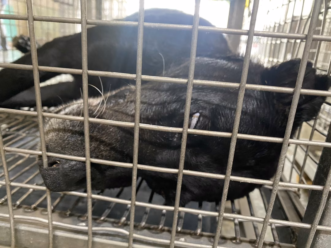 The dog, from the shelter's listing