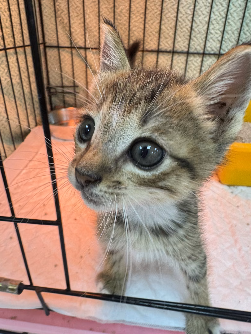 The cat, from the shelter's listing