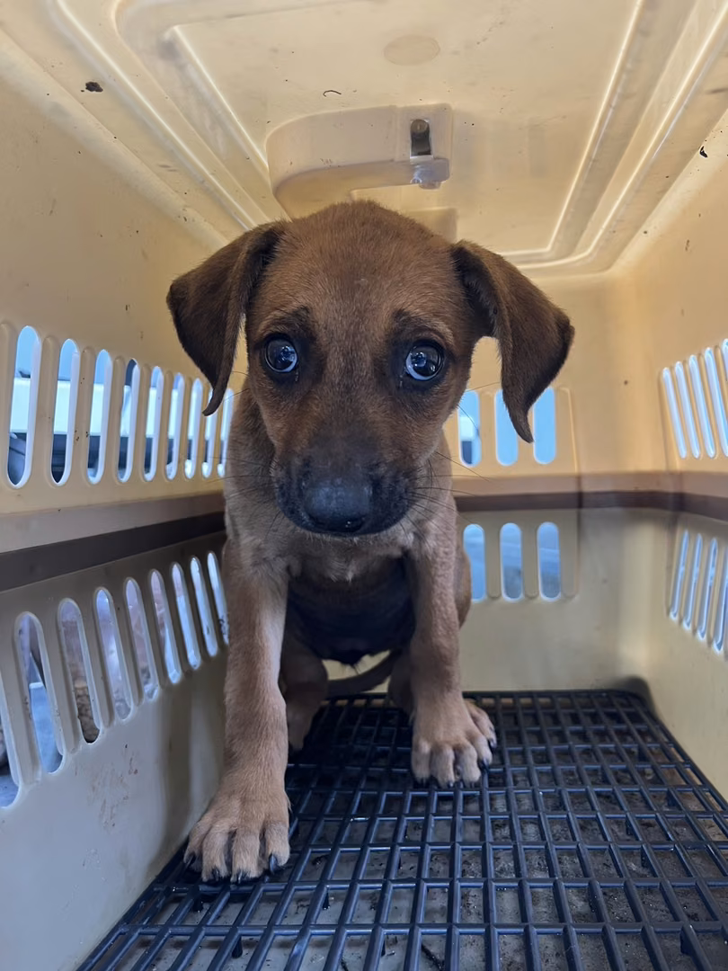 The dog, from the shelter's listing