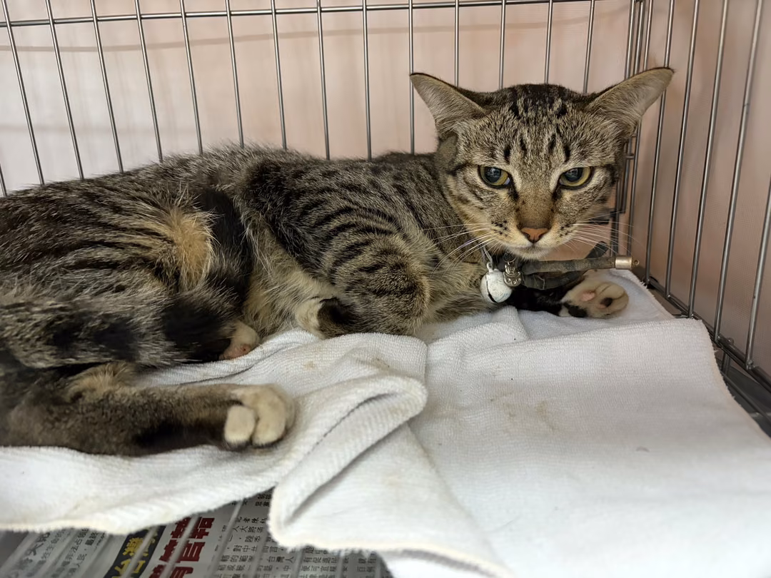 The cat, from the shelter's listing