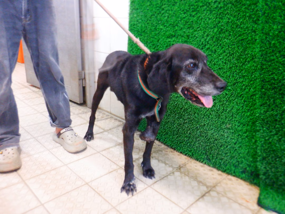 The dog, from the shelter's listing