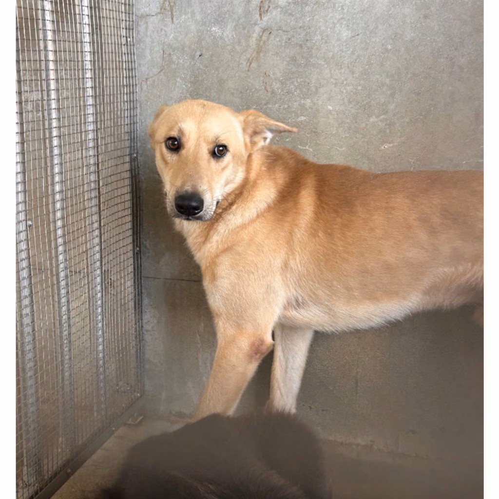 The dog, from the shelter's listing