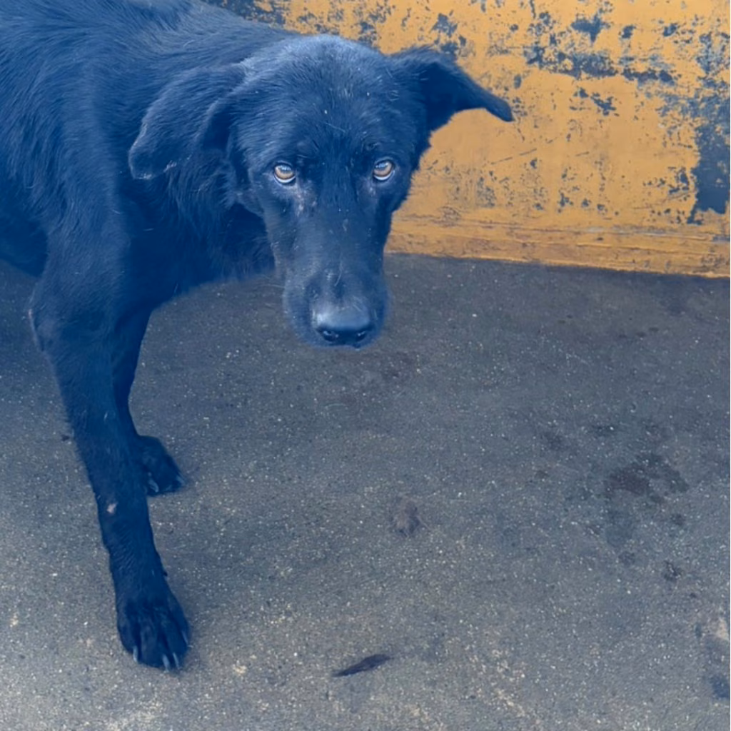 The dog, from the shelter's listing