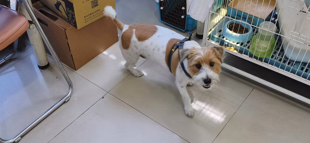 The dog, from the shelter's listing