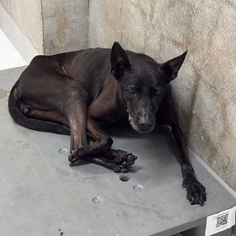 The dog, from the shelter's listing