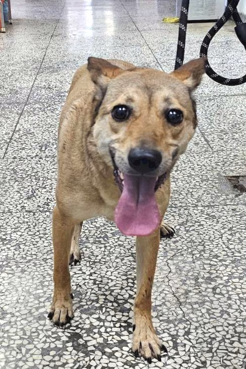 The dog, from the shelter's listing