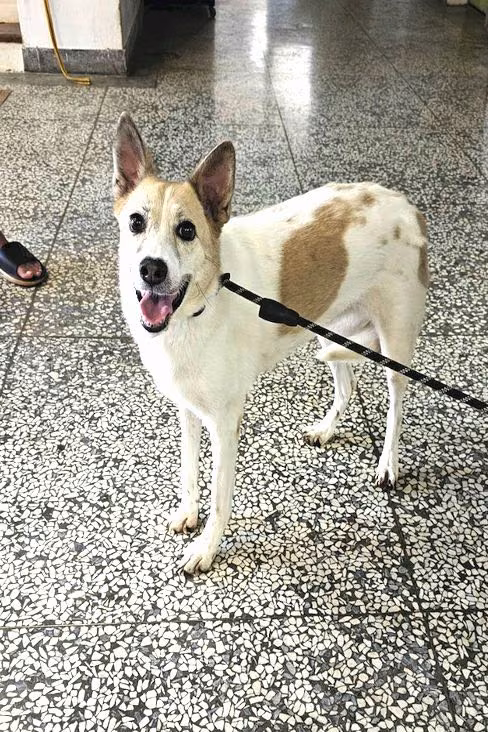 The dog, from the shelter's listing