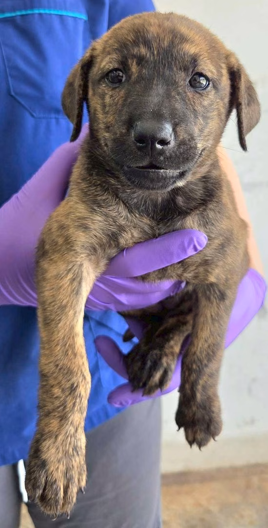 The dog, from the shelter's listing