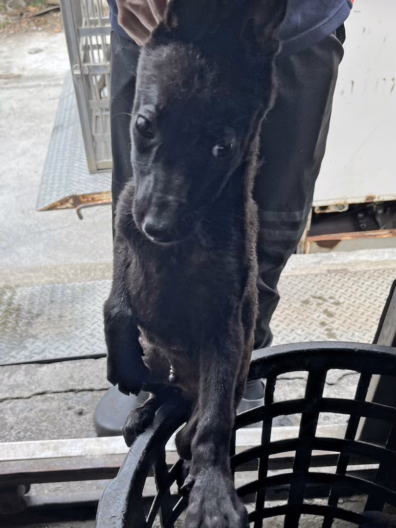 The dog, from the shelter's listing