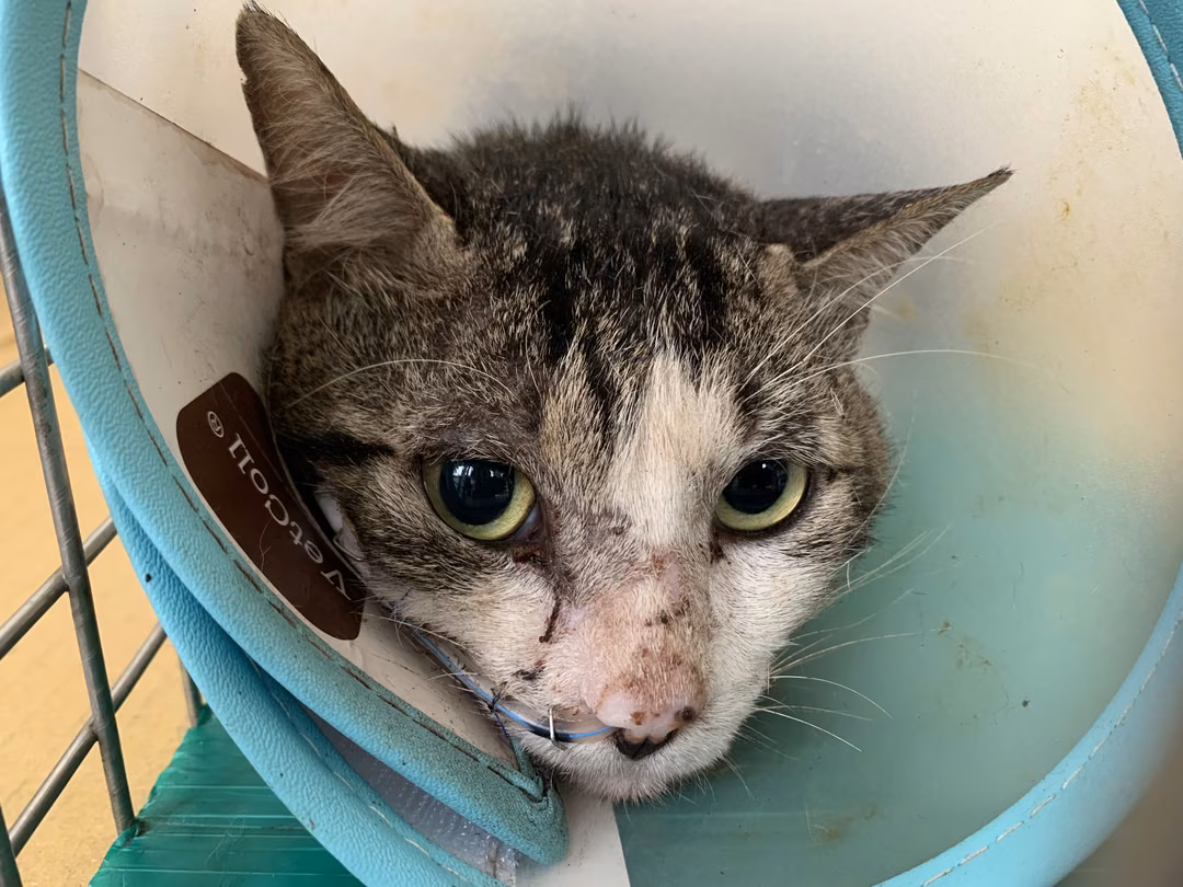 The cat, from the shelter's listing