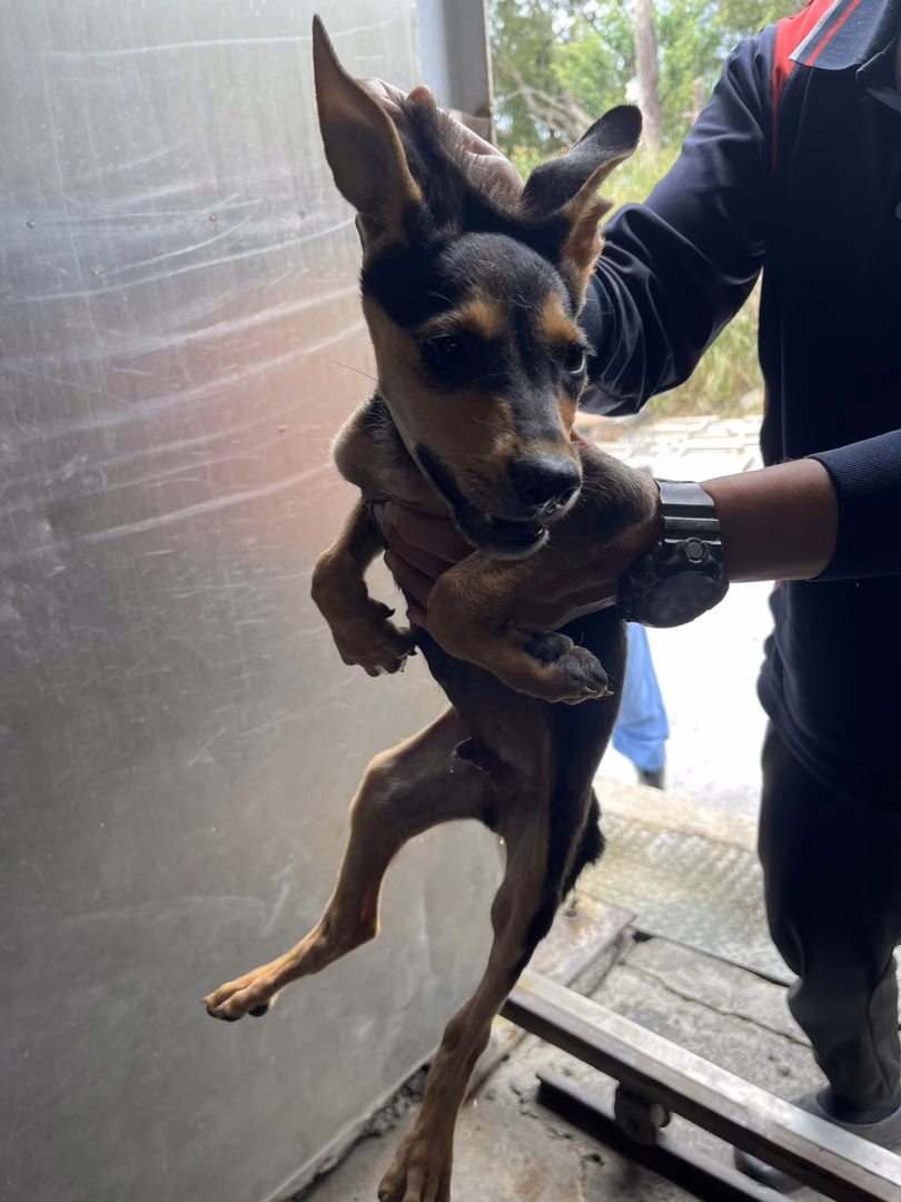 The dog, from the shelter's listing