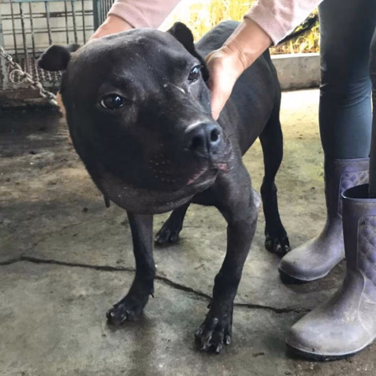 The dog, from the shelter's listing