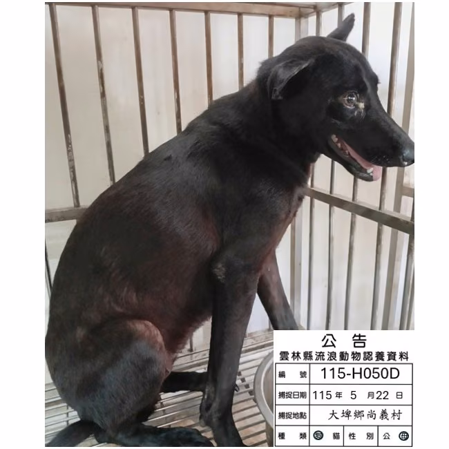The dog, from the shelter's listing