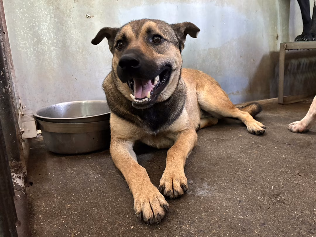 The dog, from the shelter's listing