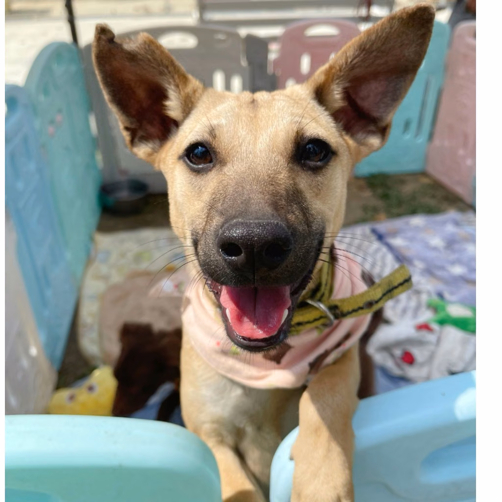 The dog, from the shelter's listing
