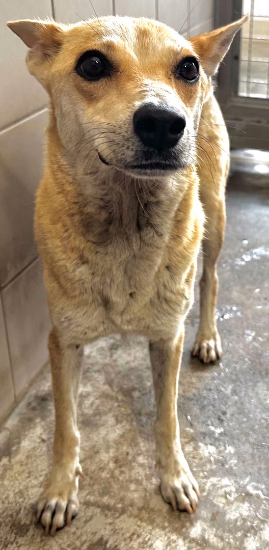 The dog, from the shelter's listing