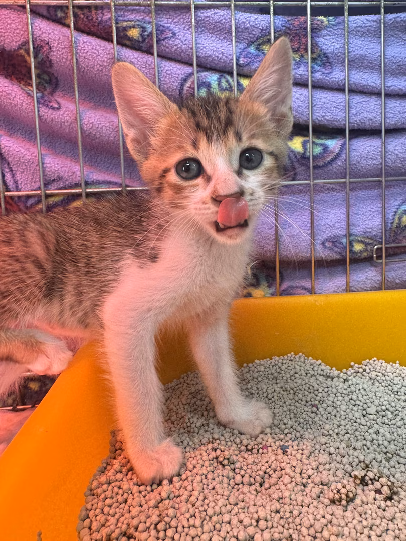 The cat, from the shelter's listing