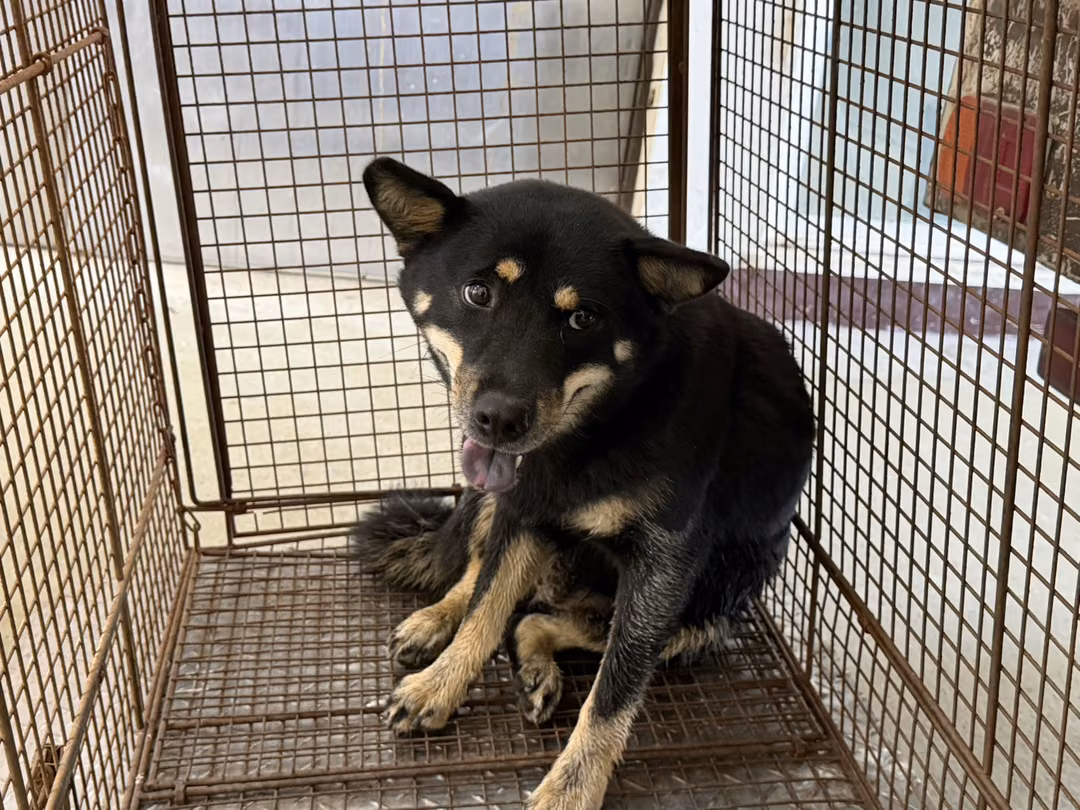 The dog, from the shelter's listing