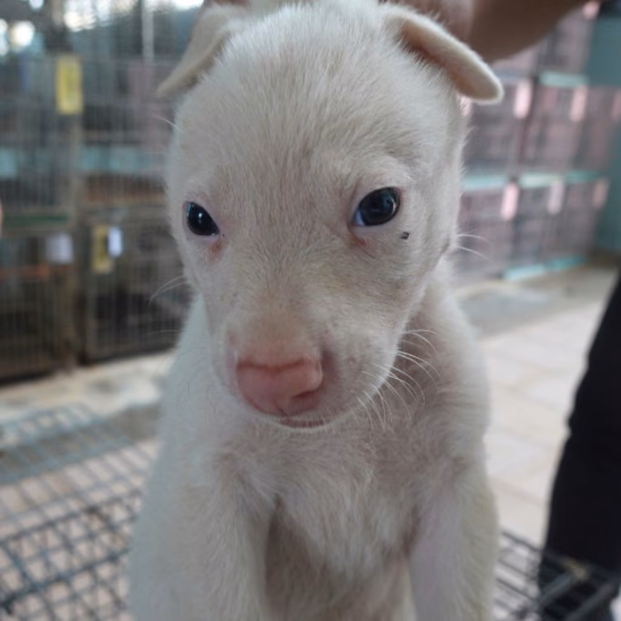The dog, from the shelter's listing