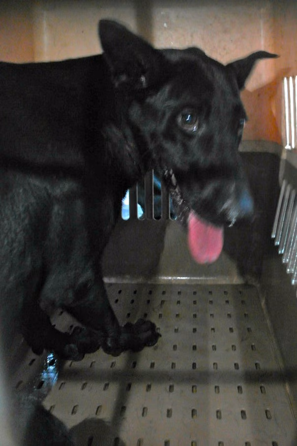 The dog, from the shelter's listing