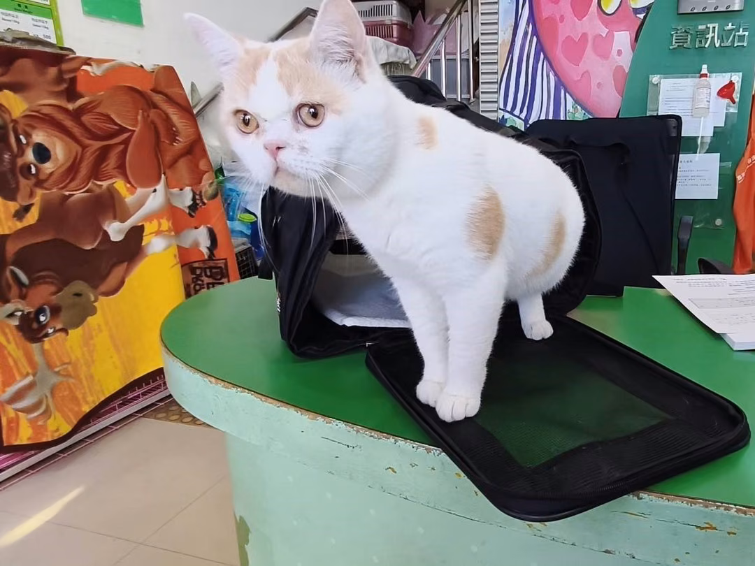 The cat, from the shelter's listing
