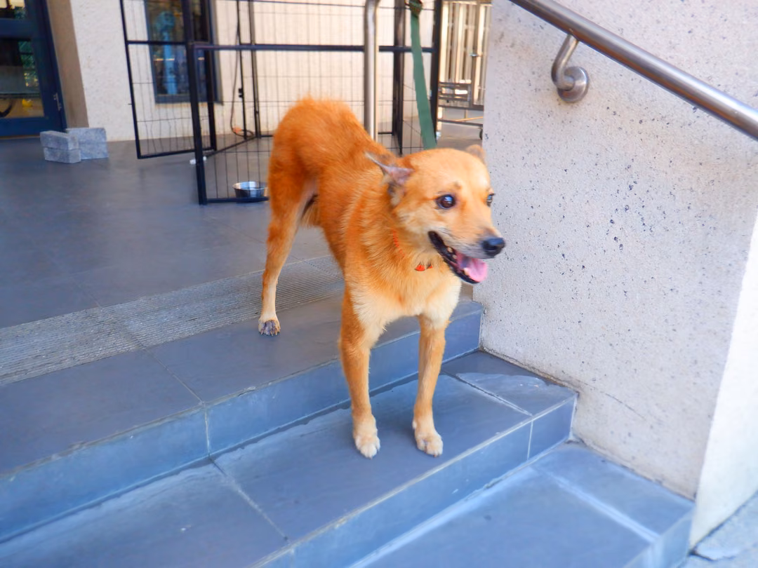 The dog, from the shelter's listing