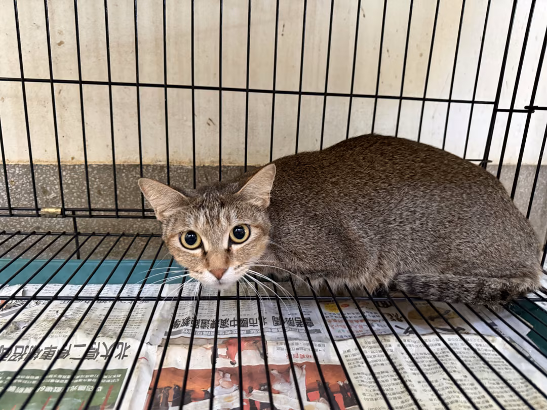 The cat, from the shelter's listing