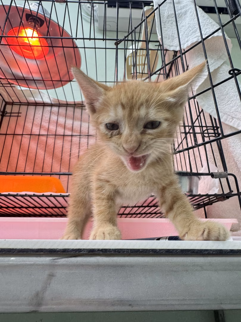 The cat, from the shelter's listing