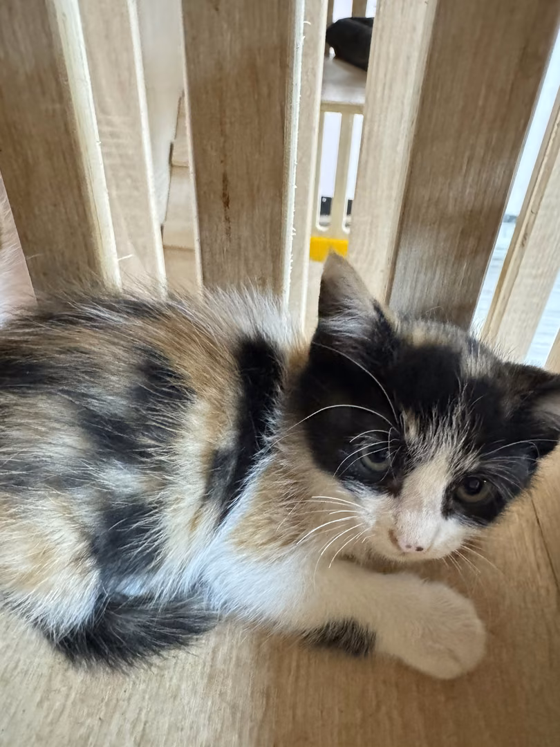 The cat, from the shelter's listing