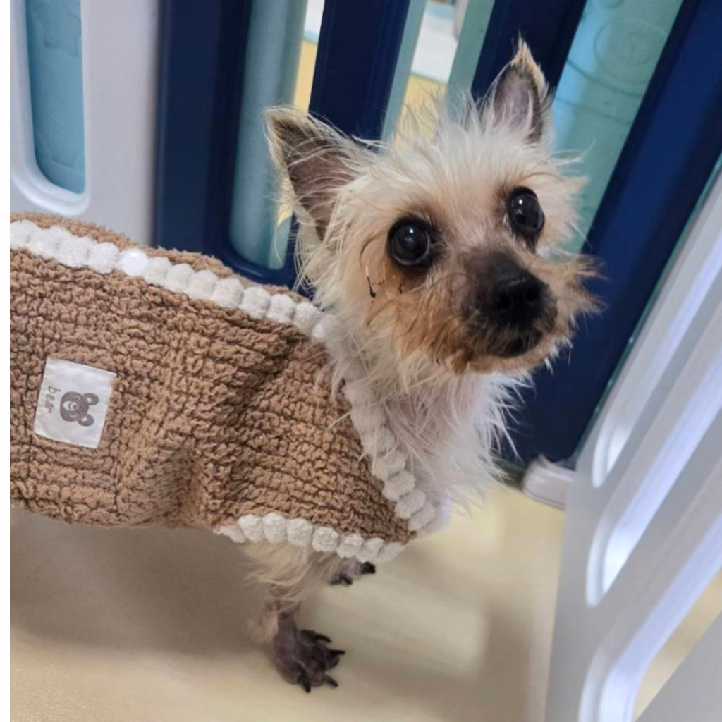 The dog, from the shelter's listing