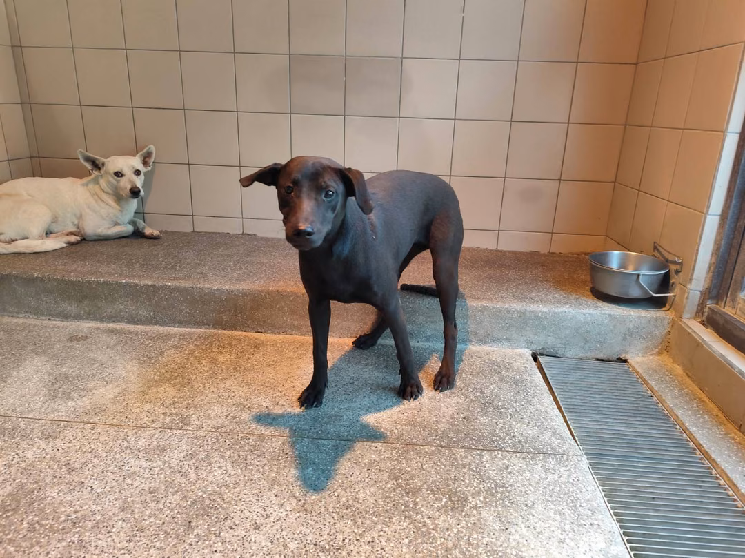 The dog, from the shelter's listing