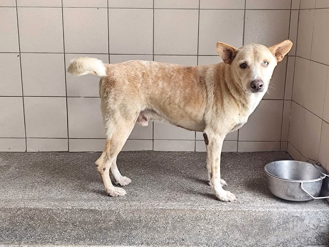 The dog, from the shelter's listing
