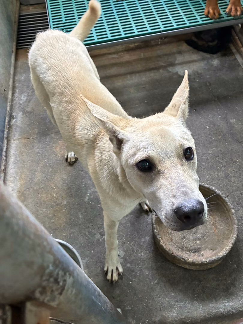 The dog, from the shelter's listing