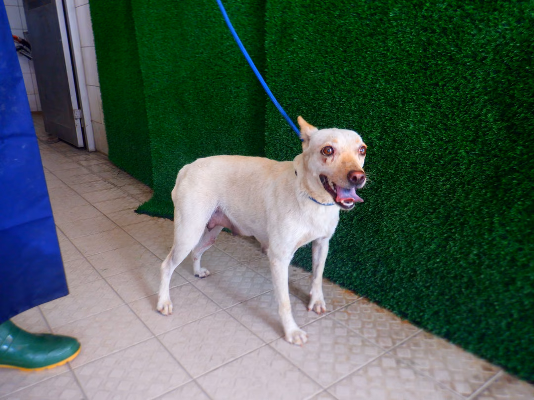 The dog, from the shelter's listing