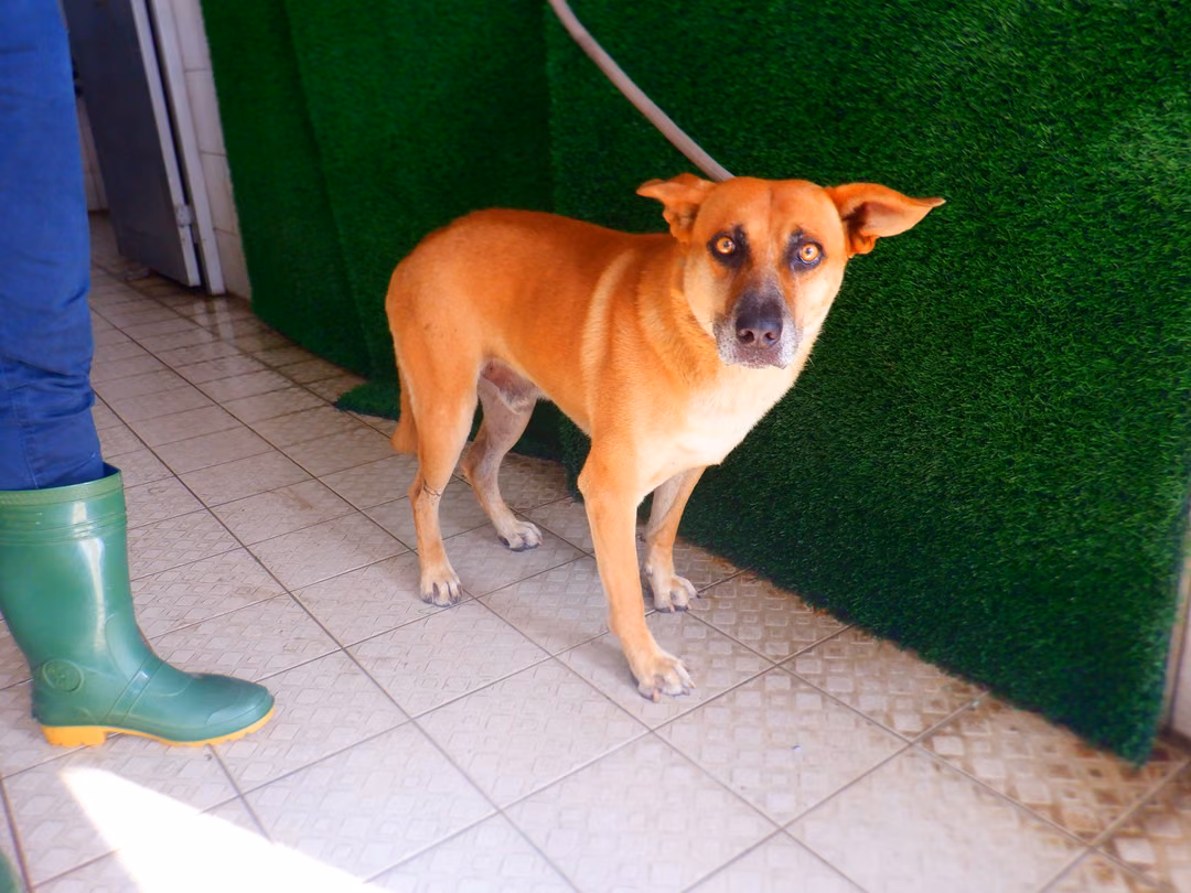 The dog, from the shelter's listing