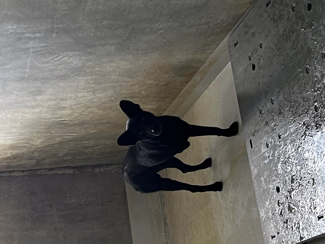 The dog, from the shelter's listing