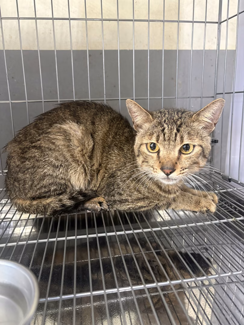 The cat, from the shelter's listing