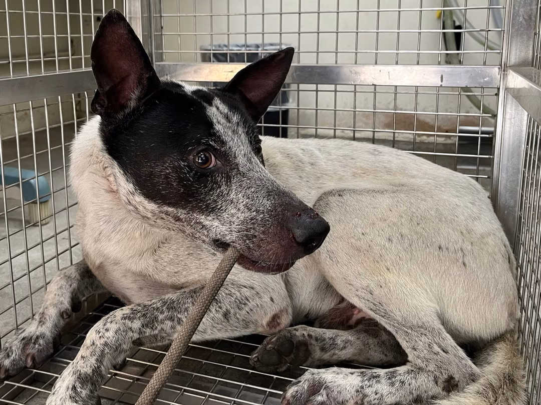 The dog, from the shelter's listing