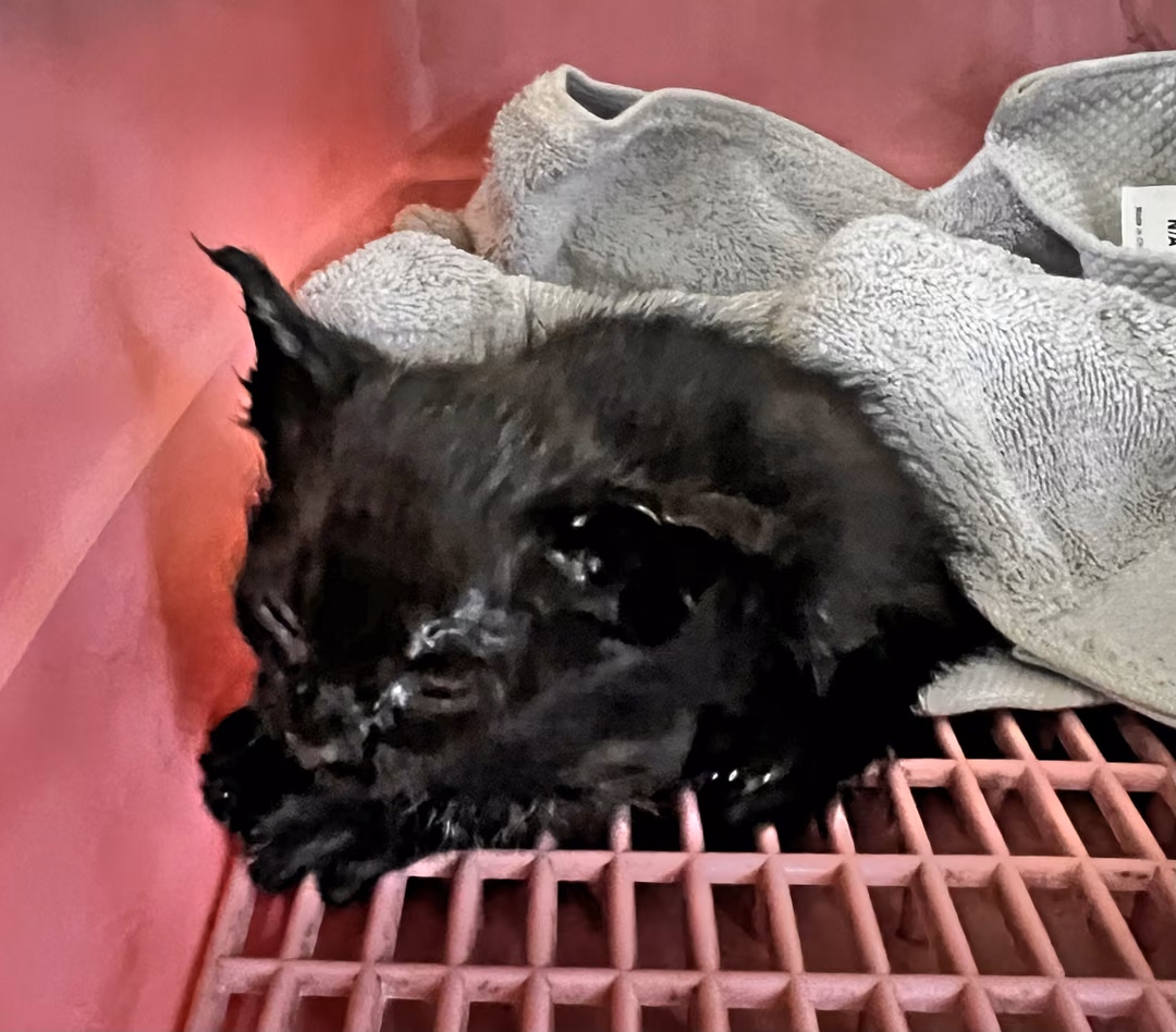 The cat, from the shelter's listing
