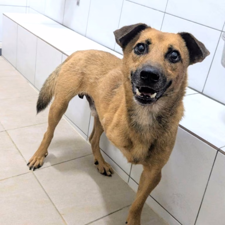 The dog, from the shelter's listing