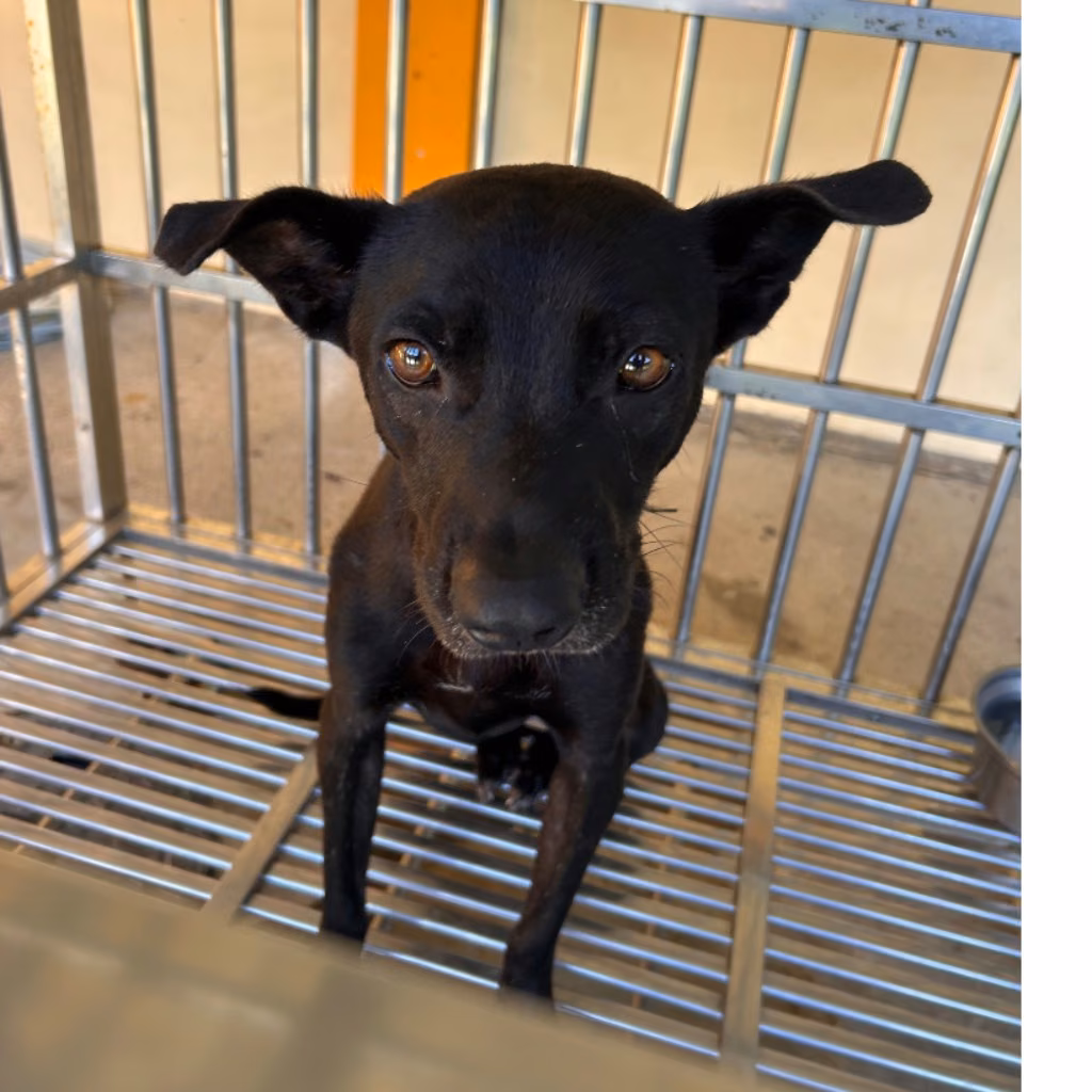 The dog, from the shelter's listing