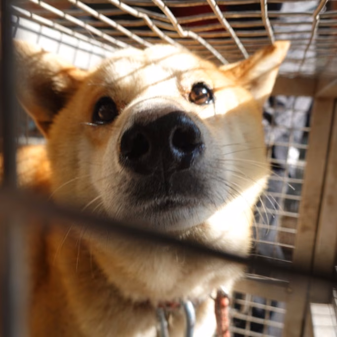 The dog, from the shelter's listing