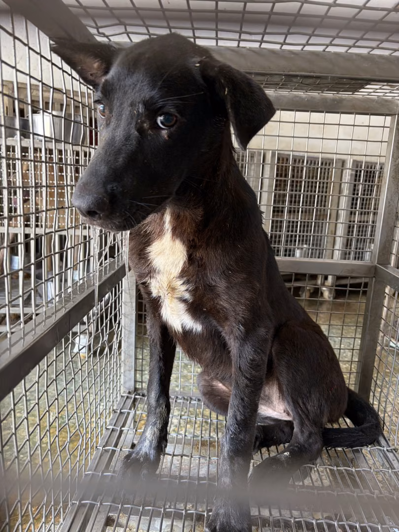 The dog, from the shelter's listing