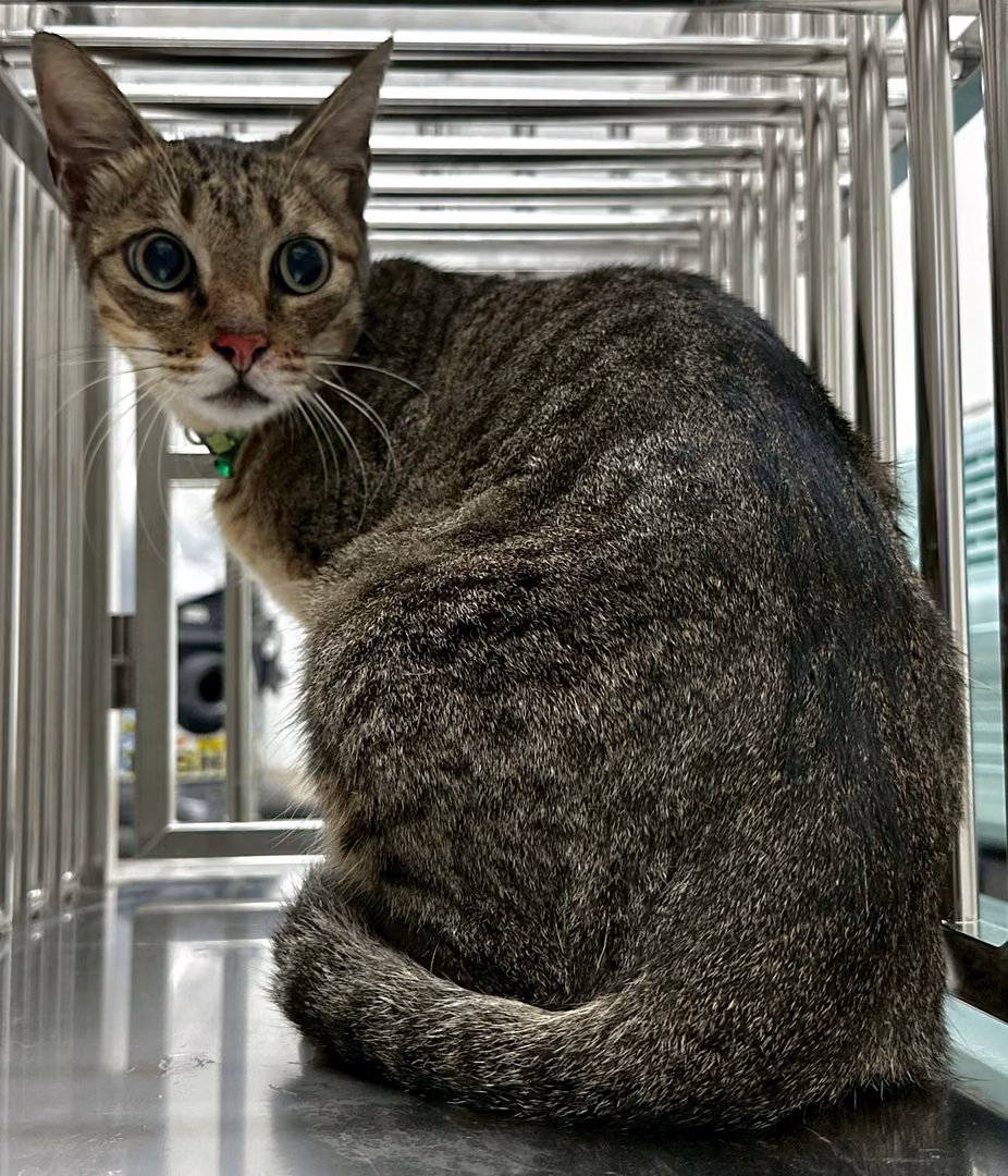 The cat, from the shelter's listing