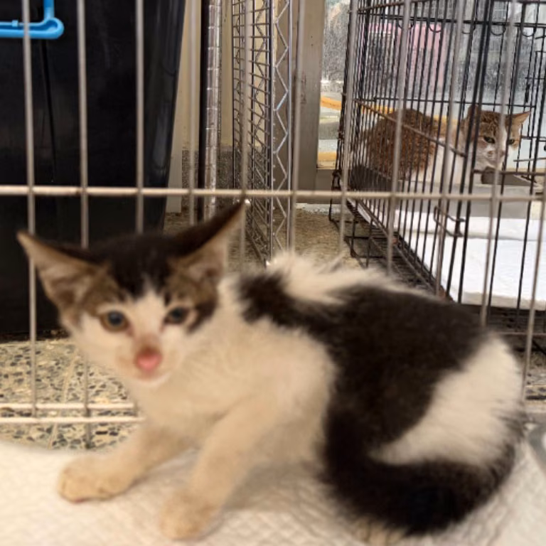 The cat, from the shelter's listing
