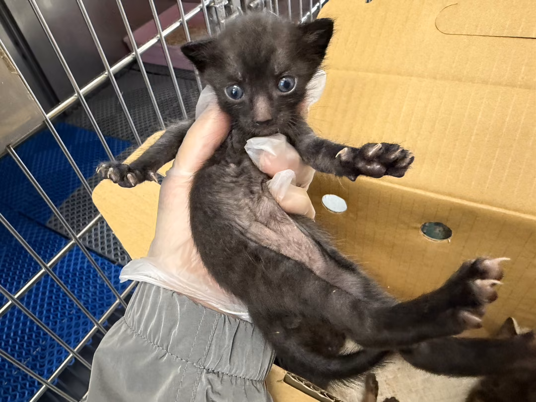 The cat, from the shelter's listing