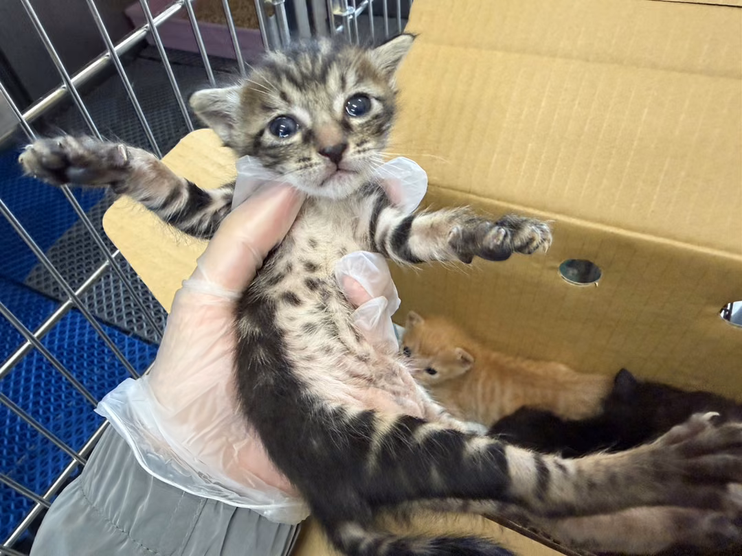 The cat, from the shelter's listing