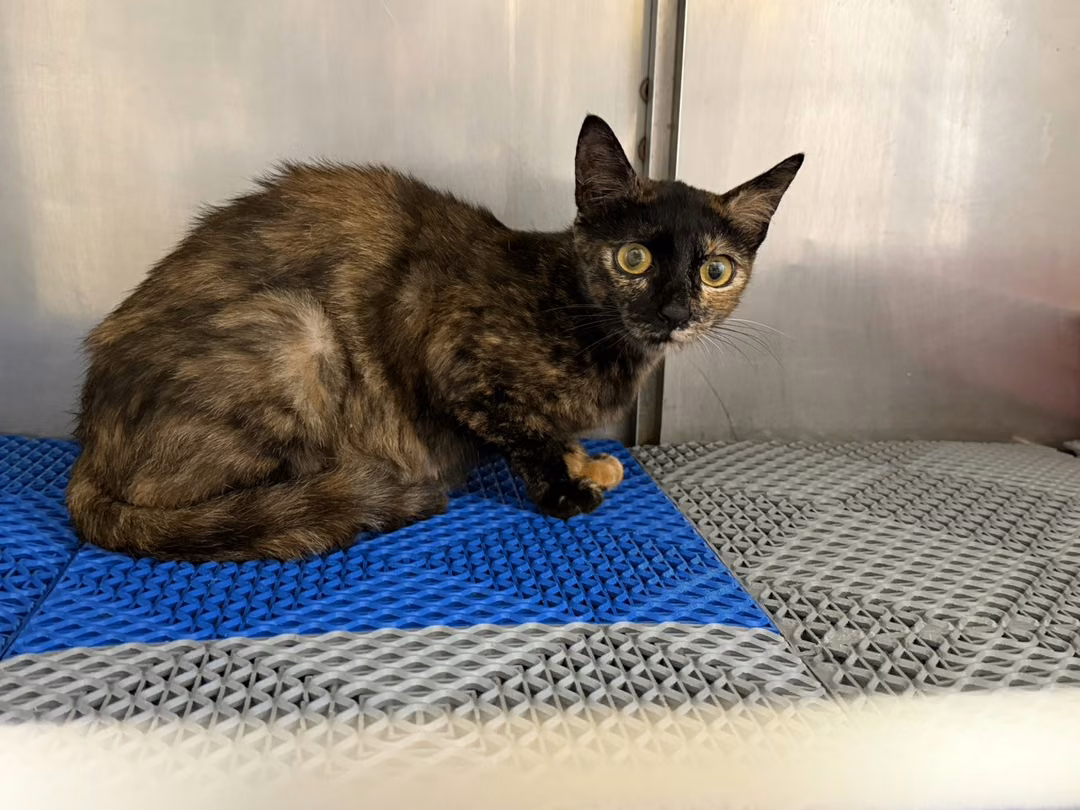 The cat, from the shelter's listing